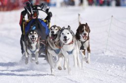 Lenk 2013